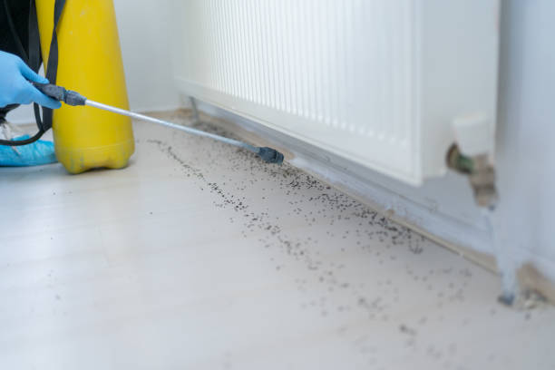 Best Flea Control Services  in Valencia West, AZ